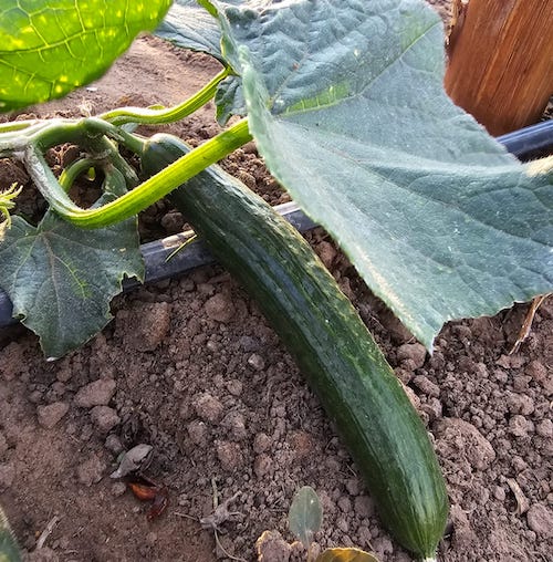 Cucumber